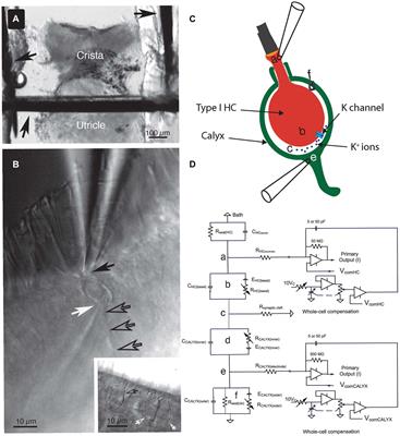 Simultaneous recordings from vestibular Type I hair cells and their calyceal afferents in mice